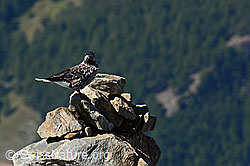 Foto: Tannenhäher (Nucifraga caryocatactes)