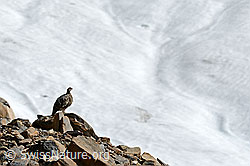 Alpenschneehuhn am Gletscherrand (C153836) Alpenschneehuhn am Gletscherrand (C153836)