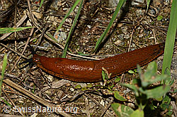 Spanische Wegschnecke (Arion vulgaris) (16.09.2019, C154007)