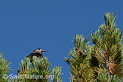Foto: Tannenhäher auf Arve sitzend