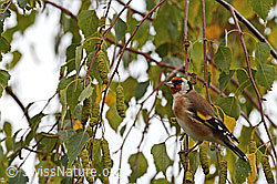 Foto: Distelfink (Carduelis carduelis)