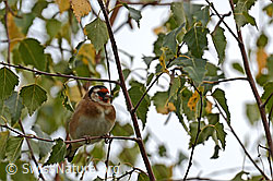 Foto: Distelfink (Carduelis carduelis)