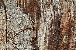C155916: Eidechse an verwittertem Baumstamm