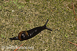 Kurze Glasschnecke (Vitrinobrachium breve) (22.12.2019, C156188)