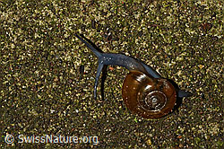 Grosse Glanzschnecke (Oxychilus draparnaudi) (C156306)