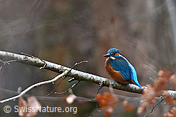 Foto: Eisvogel (Alcedo atthis)