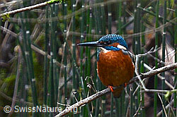 Foto: Eisvogel (Alcedo atthis)