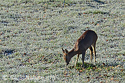 C156922: Reh (Capreolus capreolus)