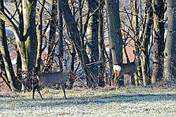Foto: Rehe (Capreolus capreolus)