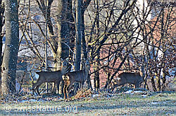 Foto: Rehe (Capreolus capreolus)