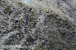 C157763: Gämsen (Rupicapra rupicapra)