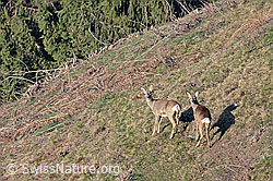 Foto: Rehe (Capreolus capreolus)