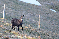 C158004: Gämse (Rupicapra rupicapra)