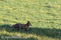Foto: Rotfuchs (Vulpes vulpes)