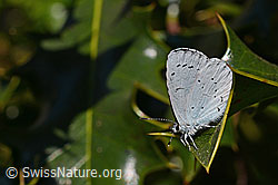 Faulbaumbläuling (Celastrina argiolus) (12.04.2020, C158770)