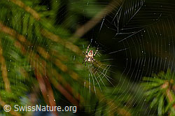 Foto: Gartenkreuzspinne (Araneus diadematus)