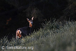 C159309: Rehgeiss (Capreolus capreolus)