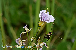 Grüner Langfühler (Adela reaumurella) an Wiesen-Schaumkraut (Cardamine pratensis) (26.04.2020, C159648)