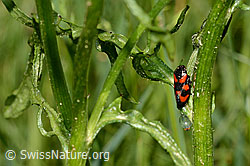 Photo: Cercopis vulnerata