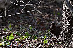Foto: Eichhörnchen (Sciurus vulgaris)