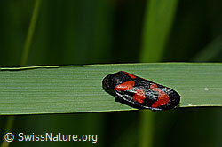 Photo: Cercopis vulnerata