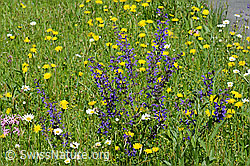 Foto: Wiesensalbei (Salvia pratensis)