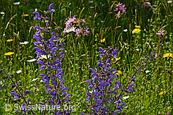 Foto: Wiesensalbei (Salvia pratensis), Blütenstände