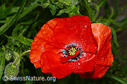 Klatsch-Mohn (Papaver rhoeas), Blüte (C160881) Klatsch-Mohn (Papaver rhoeas), Blüte (C160881)