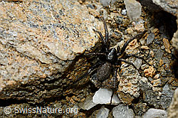 Gnaphosa lucifuga (Plattbauchspinne) (C161309) Gnaphosa lucifuga (Plattbauchspinne) (C161309)