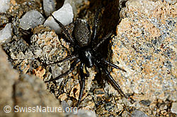 Gnaphosa lucifuga (Plattbauchspinne) (C161313) Gnaphosa lucifuga (Plattbauchspinne) (C161313)
