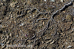 Roots of a shrub on barren soil (21.05.2020, C161324)
