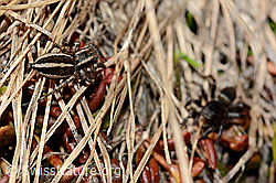 Gebänderte Bodenspringspinne (Phlegra fasciata), Weibchen (C161373)