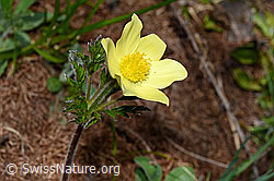 C161429: Blüte der Schwefel-Anemone