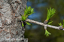 C161431: Frische Lärchentriebe