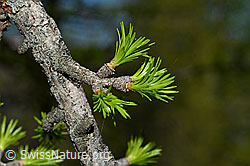 C161438: Frische Lärchentriebe