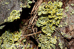 C161441: Flechte am Stamm einer Lärche