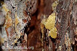 C161445: Harz am Stamm einer Lärche
