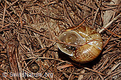 Foto: Baumschnirkelschnecke (Arianta arbustorum)