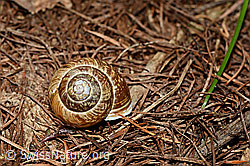 Foto: Gefleckte Schnirkelschnecke (Arianta arbustorum)