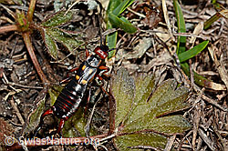 Zweipunkt-Ohrwurm (Anechura bipunctata) (C161482) Zweipunkt-Ohrwurm (Anechura bipunctata) (C161482)