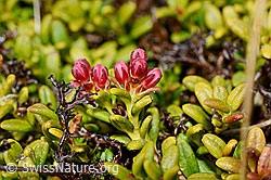 Alpenazalee (Loiseleuria procumbens) (22.05.2020, C161498)