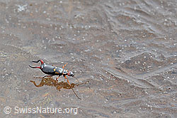 Photo: Zweipunkt-Ohrwurm (Anechura bipunctata)