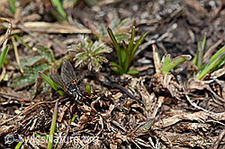 Fliege (Gastrolepta anthracina) (C161525) Fliege (Gastrolepta anthracina) (C161525)