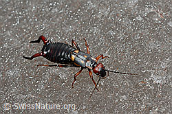 Photo: Zweipunkt-Ohrwurm (Anechura bipunctata)