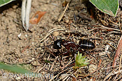 Braunschwarze Rossameise (Camponotus ligniperda) (C161804)