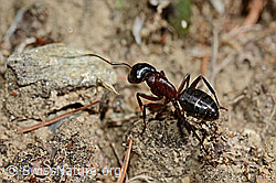 Braunschwarze Rossameise (Camponotus ligniperda) (24.05.2020, C161811)