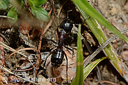 Braunschwarze Rossameise (Camponotus ligniperda) (C161817)