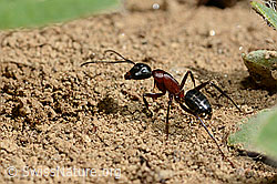 Braunschwarze Rossameise (Camponotus ligniperda) (24.05.2020, C161844)