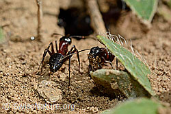 Braunschwarze Rossameisen (Camponotus ligniperda) (C161845)