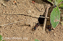 Braunschwarze Rossameisen (Camponotus ligniperda) (24.05.2020, C161867)